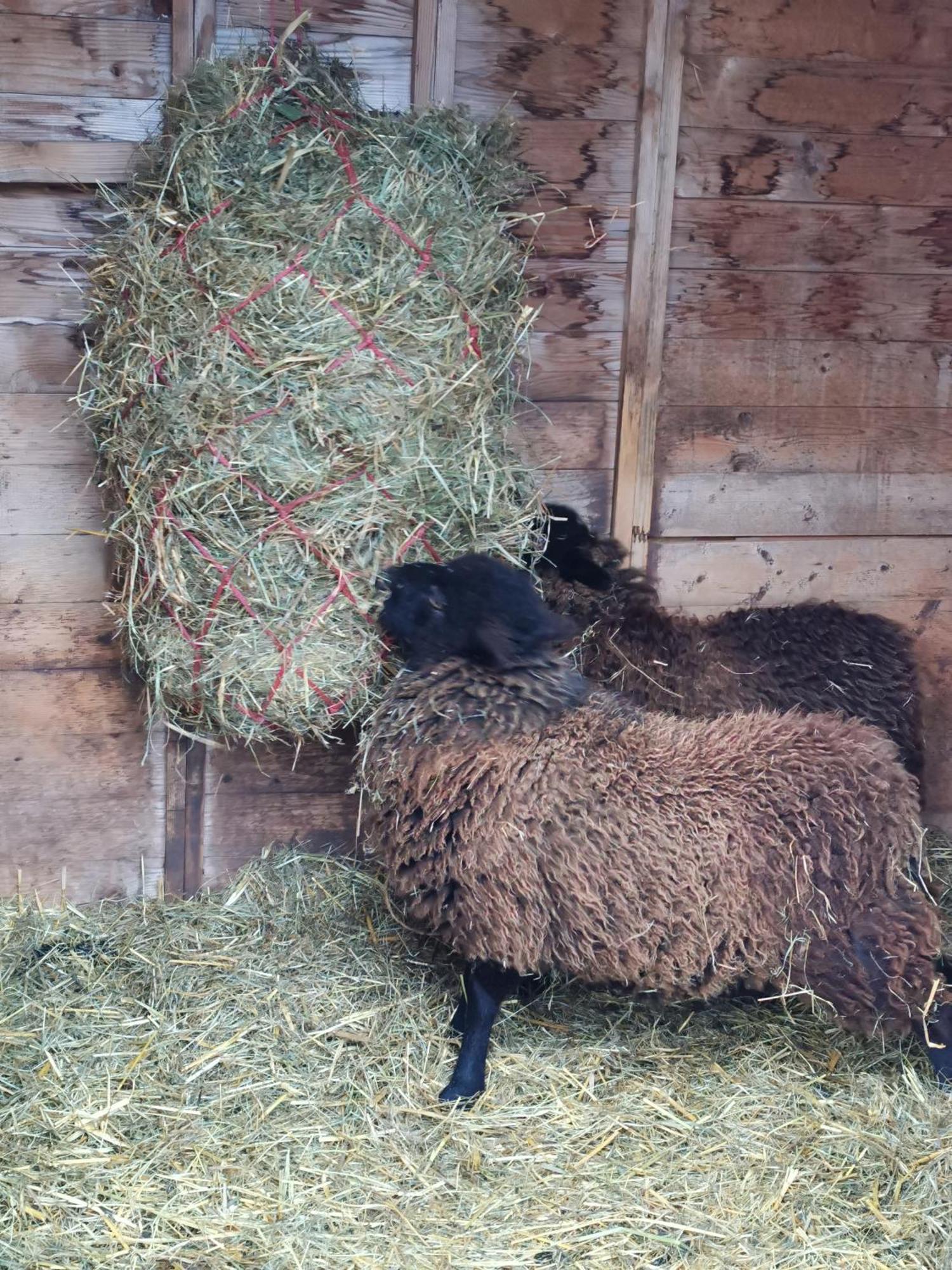 Gite Clos Angélique Haselbourg Esterno foto